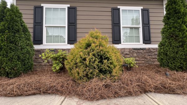 Pine Straw Bed Installation