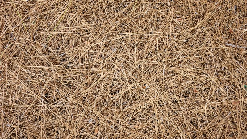 Pine Straw Mulch Application